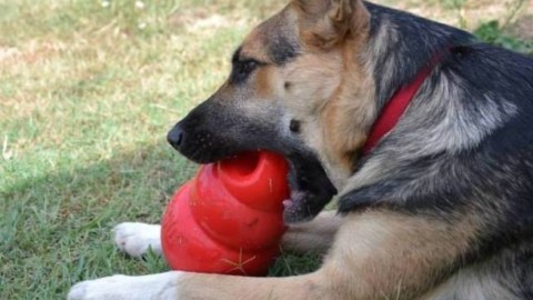 “Umani” a lezione per imparare a giocare con i loro amici cani – Il Tirreno