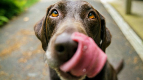 Cani e api: come curare le punture e prevenirle – GreenStyle
