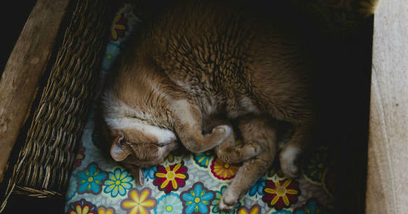 Gatto scatola