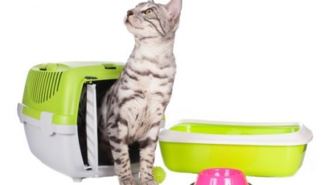 Gatti in casa: lettiera chiusa o aperta? – Sanihelp.it
