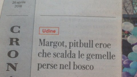E' un pitbull il cane più fedele: Margot ha scaldato e protetto due … – Il Sole 24 ORE
