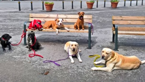 Aggressivo a chi? Chi studia il cane dice ''Attenti al padrone''. L … – Palermomania.it