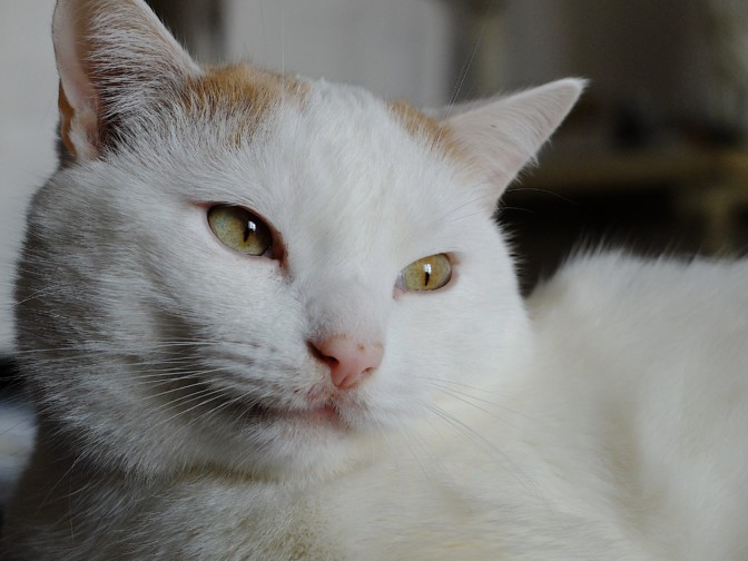 La Nuova Zelanda vuole vietare i gatti come animali domestici – Giornalettismo.com