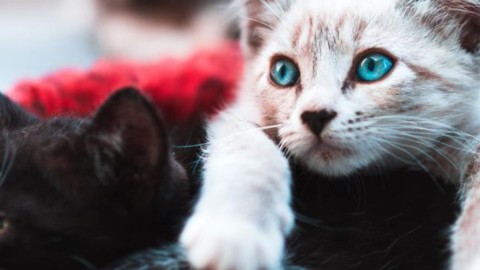 Parla la presunta killer di gatti «Tramutata in mostro, ma non li ho … – L'Eco di Bergamo