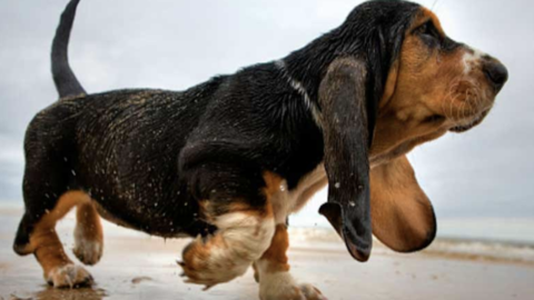 Perchè il mio cane zoppica?