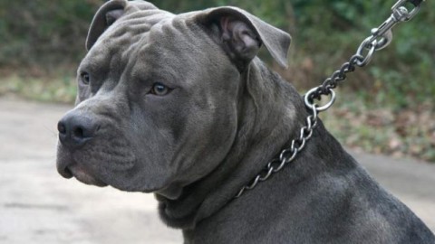 Il cane di Ala che ha aggredito l'operatore di Trentino solidale … – il Dolomiti