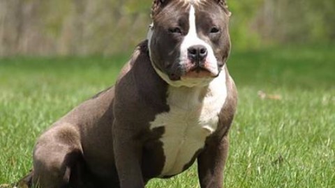 Usa, una leccata del suo cane costringe i medici ad amputargli i … – Affaritaliani.it