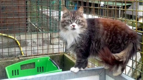 Prince, gatto “regale” ospitato dall'oasi Moretti cerca una famiglia … – Genova24.it