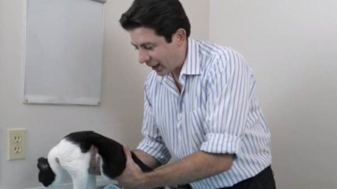 Come tenere correttamente il nostro gatto in braccio, i consigli del … – greenMe.it