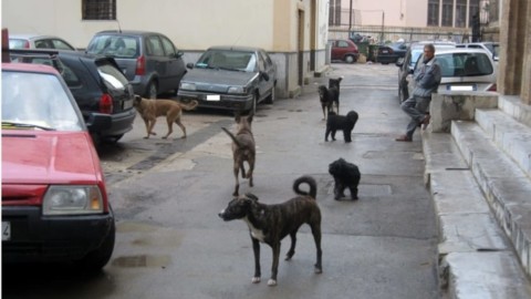 Disegno di legge contro i randagi: mappatura genetica dei cani e … – PalermoToday