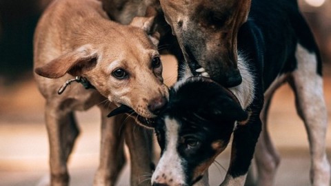 Ragni, serpenti, cani e gatti: cosa fare se mordono – Io Donna