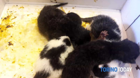 Cuccioli di gatto chiusi in un sacchetto e gettati nel bidone dell … – TorinoToday