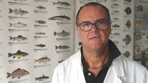 Ristori, veterinario dell'Ulss 3: «Con il caldo tanta acqua ai cani. Ma … – Gente Veneta
