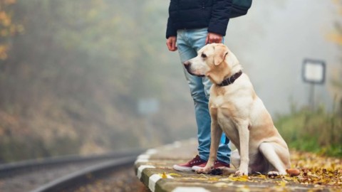 In viaggio con il cane. Consigli per treno, aereo, carpooling e pullman – QN Motori
