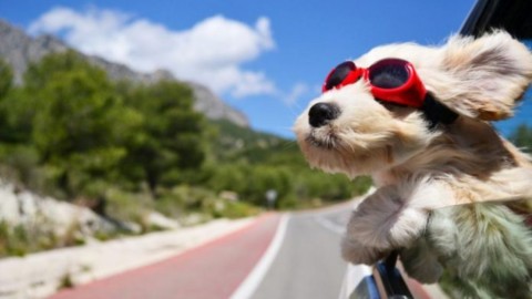 Vacanze con il cane, come organizzarle al meglio? – ZON.it