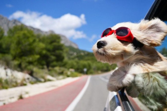 Vacanze con il cane, come organizzarle al meglio? – ZON.it