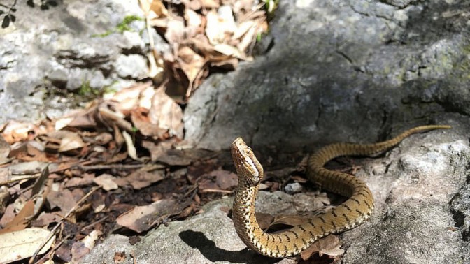Morso da una vipera, 61enne finisce all'ospedale soccorso dal figlio – Cilento Notizie