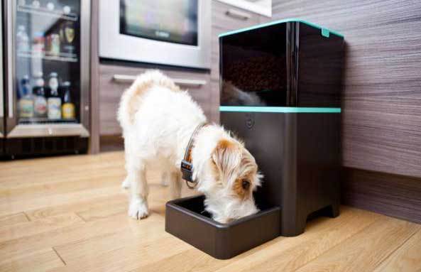Distributore automatico di cibo per cani, a cosa serve? – Bsnews.it