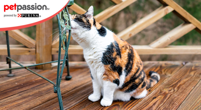 Perché il gatto marca il territorio? – Petpassion.tv