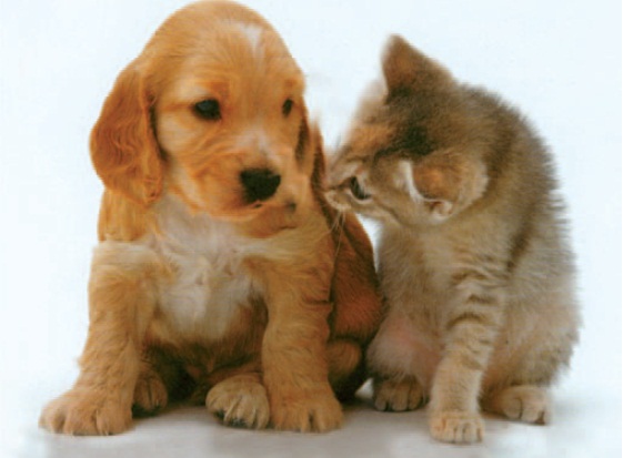 Mangiare cani e gatti? In Italia non è proibito – il Giornale