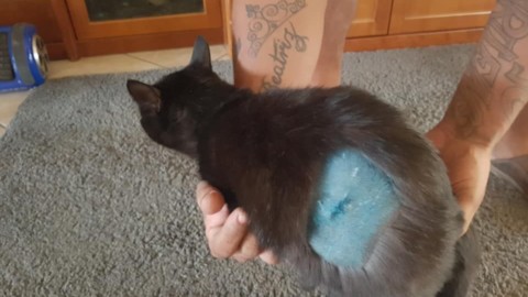 CUORGNE' – Gatto colpito da un proiettile in via Brigate Partigiane – QC QuotidianoCanavese