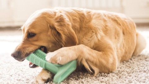 Bristly, lo spazzolino per cani – Wired.it