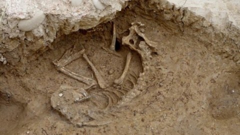 Cane di 2000 anni faceva la guardia alle antiche terme di Lucca … – Fidelity News