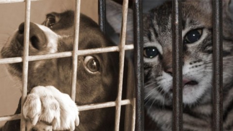 Stati Uniti: fine del consumo di carne di cani e gatti, sì della Camera – Fidelity News