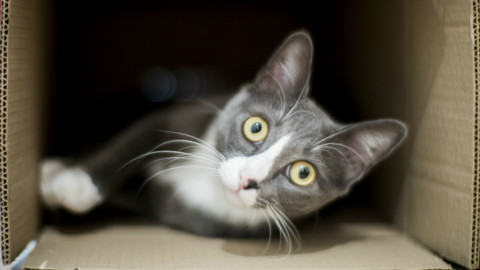 Il gatto di Schrödinger? Ha temperature diverse contemporaneamente – Wired.it