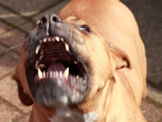 Calgary, cane attacca nipotina di 2 anni, padrona muore per salvarla – il Giornale