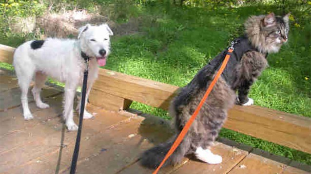 Un cane con problemi comportamentali trova la serenità grazie ad … – Fidelity News