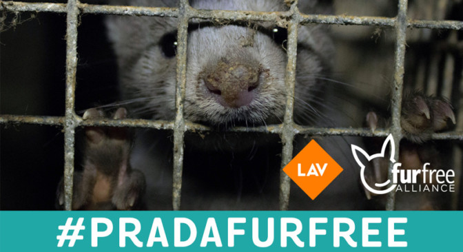 Prada, &egrave; ora di passare al fur-free!