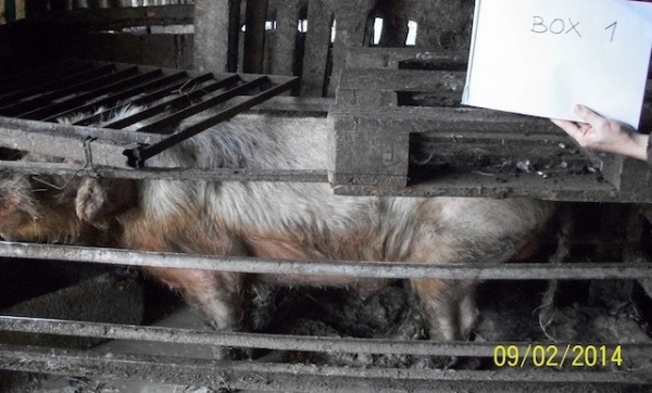 Cascina di Signa: salvi per sempre tutti gli animali. Nessuno potr&agrave; macellarli!