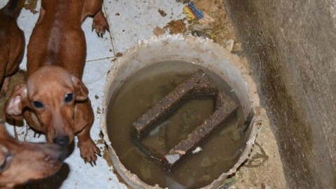 Orrore in provincia di Verona: processo per maltrattamento di oltre 350 animali