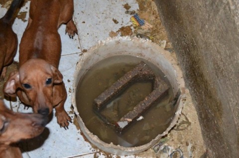 Orrore in provincia di Verona: processo per maltrattamento di oltre 350 animali