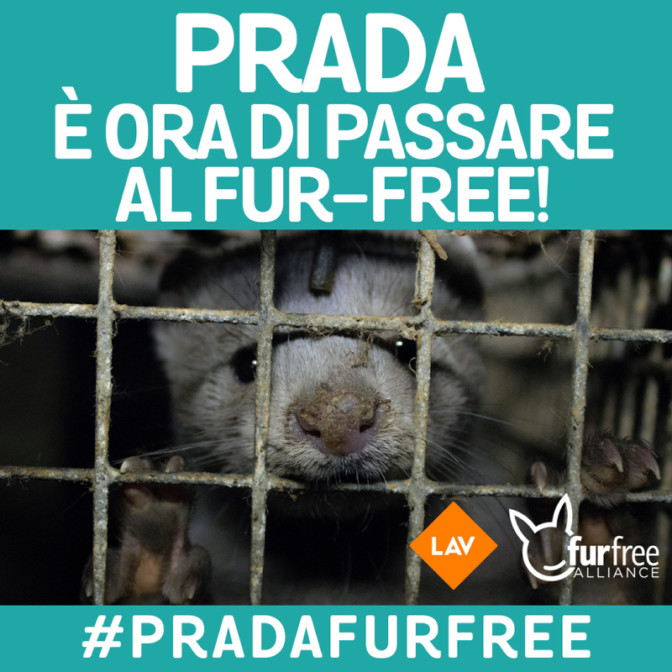 Pellicce addio? Ancora nessun impegno formale, prosegue la campagna #PRADAFURFREE