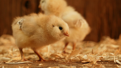 Veterinario pubblico non pu&ograve; far pagare sopralluogo richiesto da Associazione