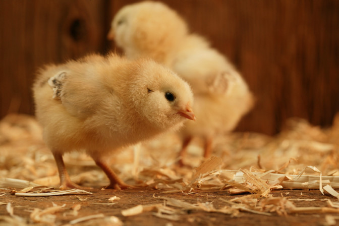 Veterinario pubblico non pu&ograve; far pagare sopralluogo richiesto da Associazione