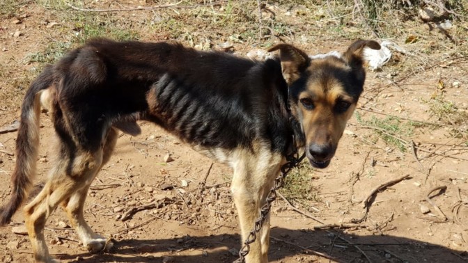 Due cani abbandonati, uno denutrito: l'Enpa li sequestra e denuncia … – Lecceprima.it