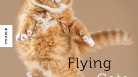 Avete mai visto un gatto volare? Le foto più belle – Vanity Fair.it