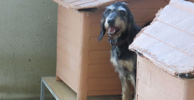 Non cedete agli appelli on line: se volete adottare un cane, venite in … – COOPERATIVA RADIO BRUNO srl