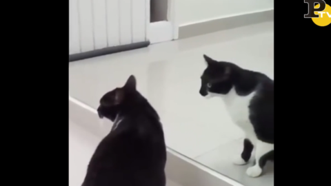 Un gatto si specchia ma il finale vi lascerà a bocca aperta. Quanti … – Panorama