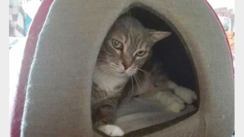 Cani e gatti in casa? Occhio ai parassiti d'autunno – Tiscali.it