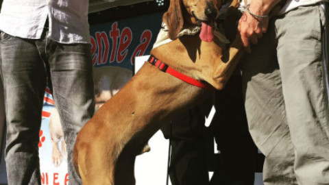 I cani dei canili scendono in piazza a Senigallia – Senigallia Notizie