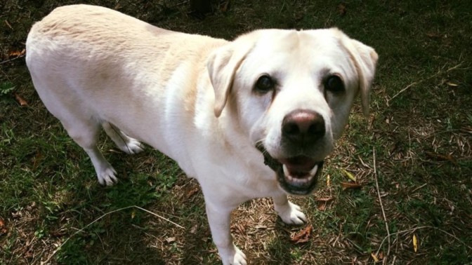 Bracciano, “Baffi d'argento”, cure e amore nell'hospice per cani orfani – La Repubblica