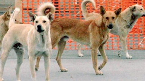 ​Cane randagio aggredisce un bambino: Di Lena scrive al sindaco​ – TarantoBuonaSera.it