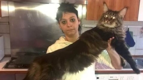 Il gatto più lungo del mondo è italiano e si chiama Barivel – Il Messaggero