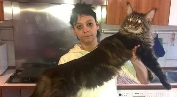 Il gatto più lungo del mondo è italiano e si chiama Barivel – Il Messaggero