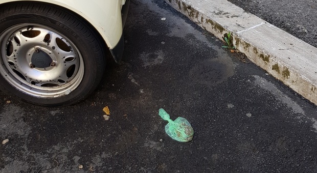 Quelli che mettono nel sacchetto i bisogni dei cani e poi li lasciano … – Il Messaggero