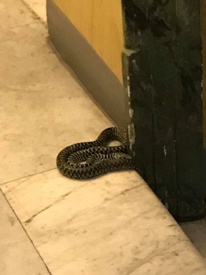 serpente centro roma video